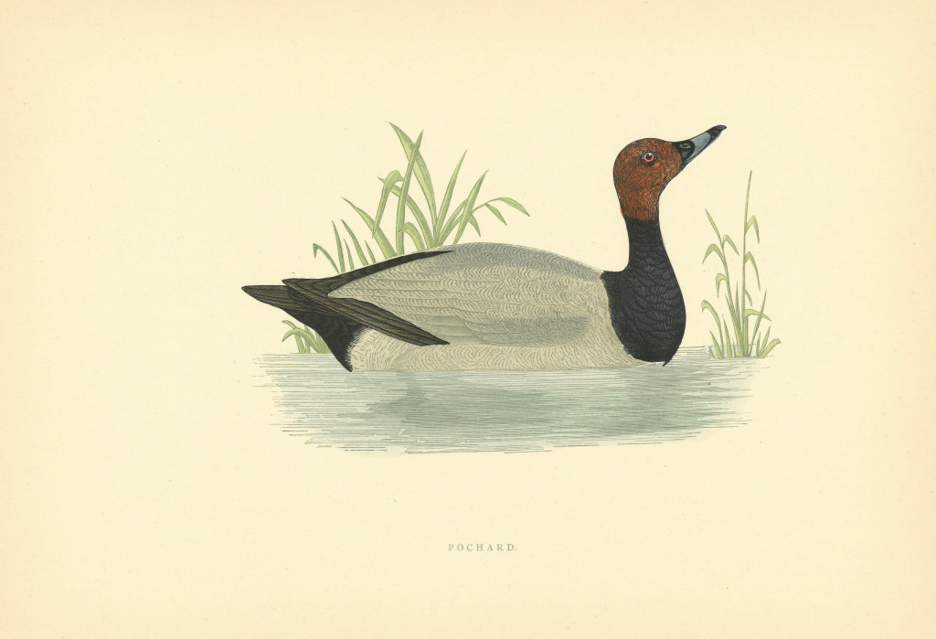 Pochard. Morris's British Birds. Antique colour print 1903 old