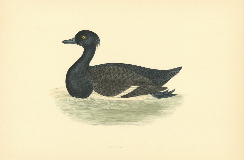 Tufted Duck. Morris's British Birds. Antique colour print 1903 old