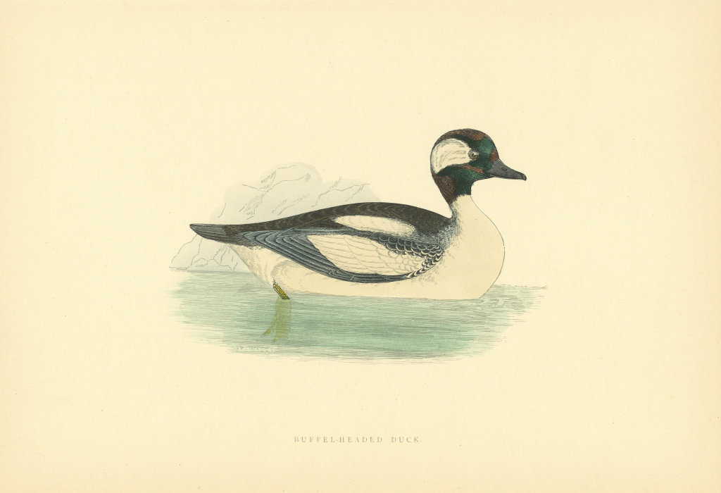Associate Product Buffel-headed Duck. Morris's British Birds. Antique colour print 1903