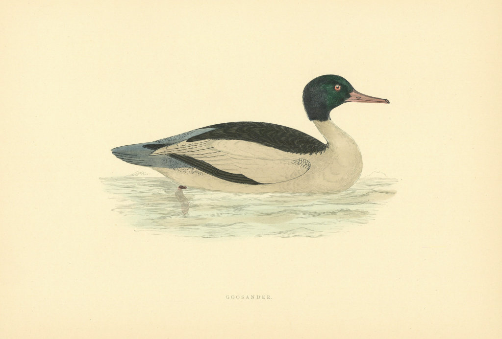 Goosander. Morris's British Birds. Antique colour print 1903 old