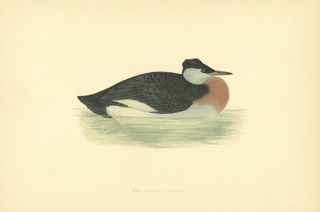 Associate Product Red-Necked Grebe. Morris's British Birds. Antique colour print 1903 old