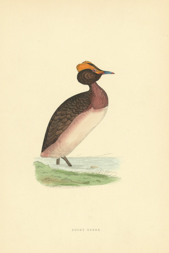 Associate Product Dusky Grebe. Morris's British Birds. Antique colour print 1903 old