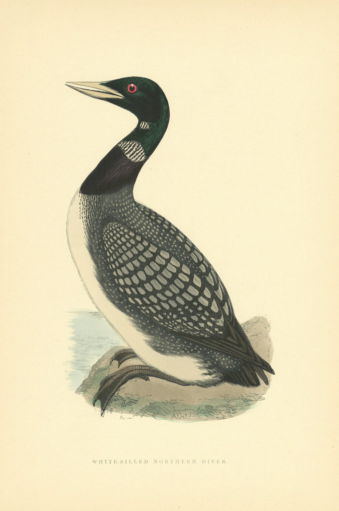 Associate Product White-billed Northern Diver. Morris's British Birds. Antique colour print 1903