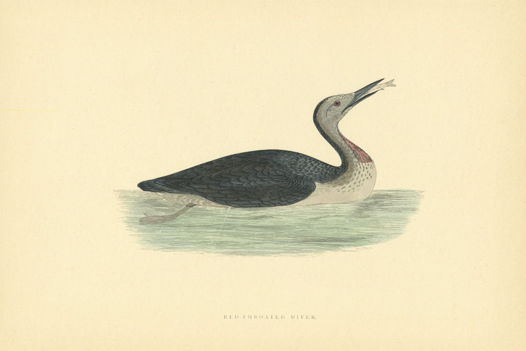 Associate Product Red-Throated Diver. Morris's British Birds. Antique colour print 1903