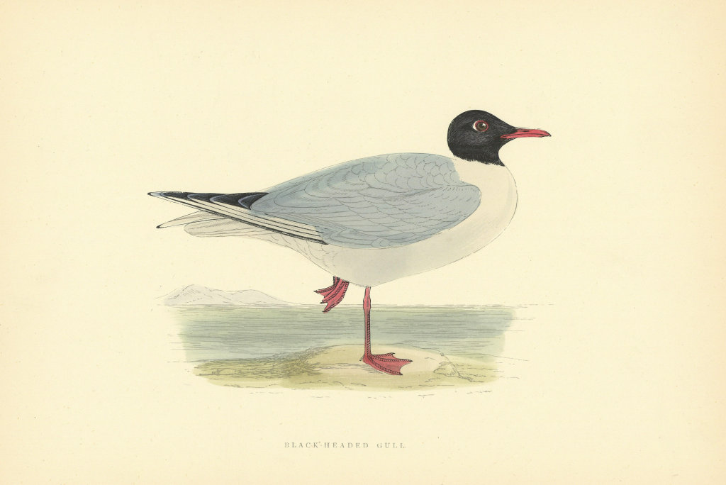 Associate Product Black-headed Gull. Morris's British Birds. Antique colour print 1903 old