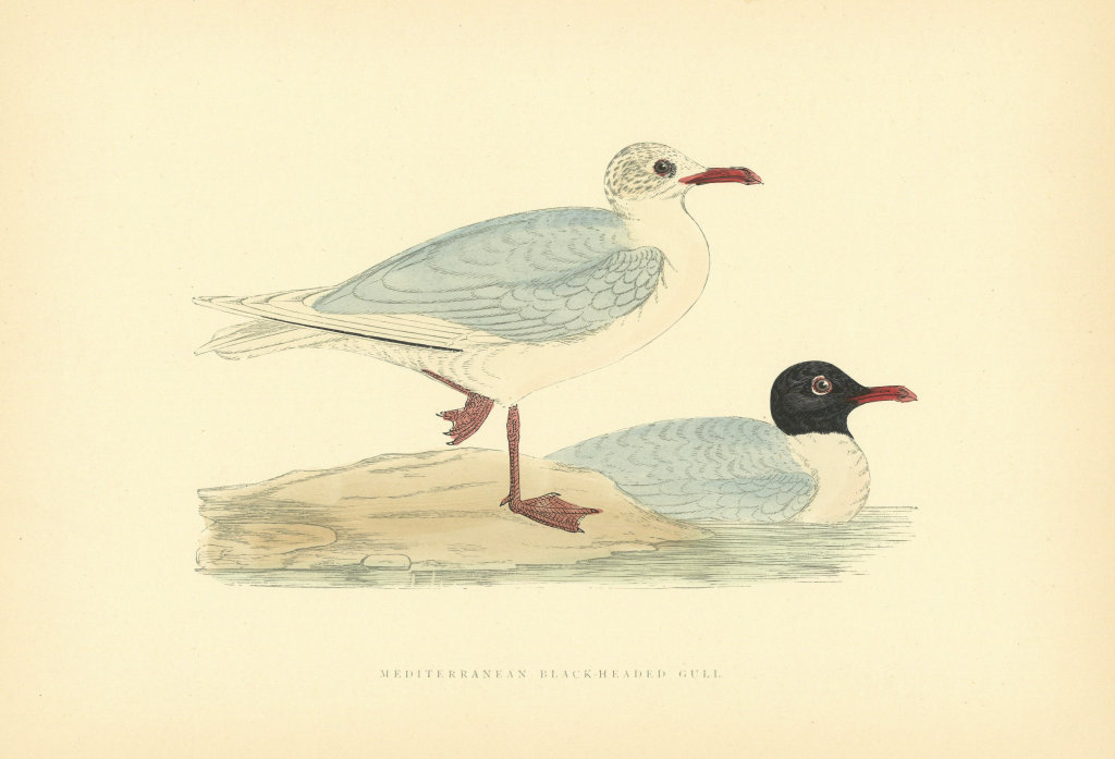 Associate Product Mediterranean Black-headed Gull. Morris British Birds. Antique colour print 1903