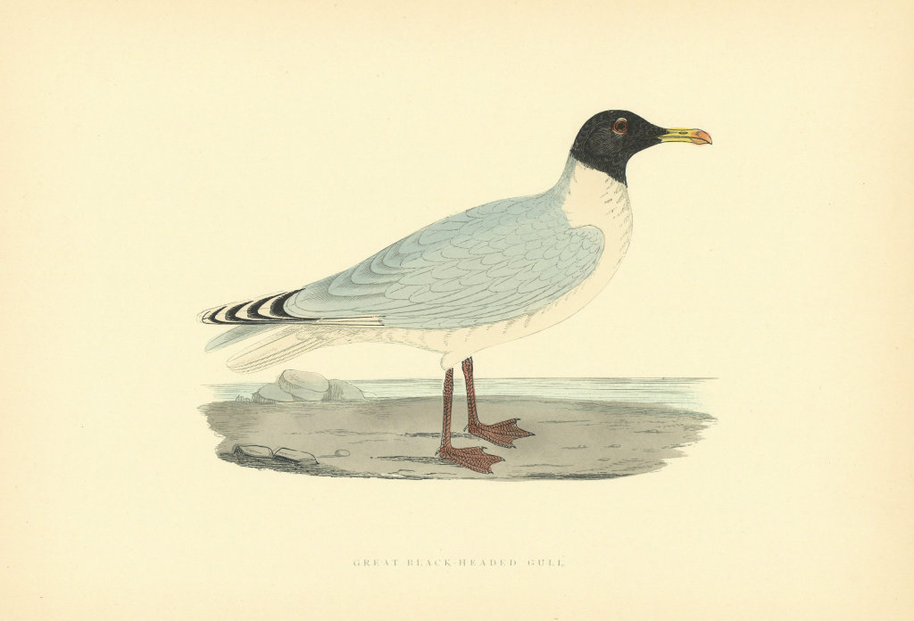 Associate Product Great Black-headed Gull. Morris's British Birds. Antique colour print 1903