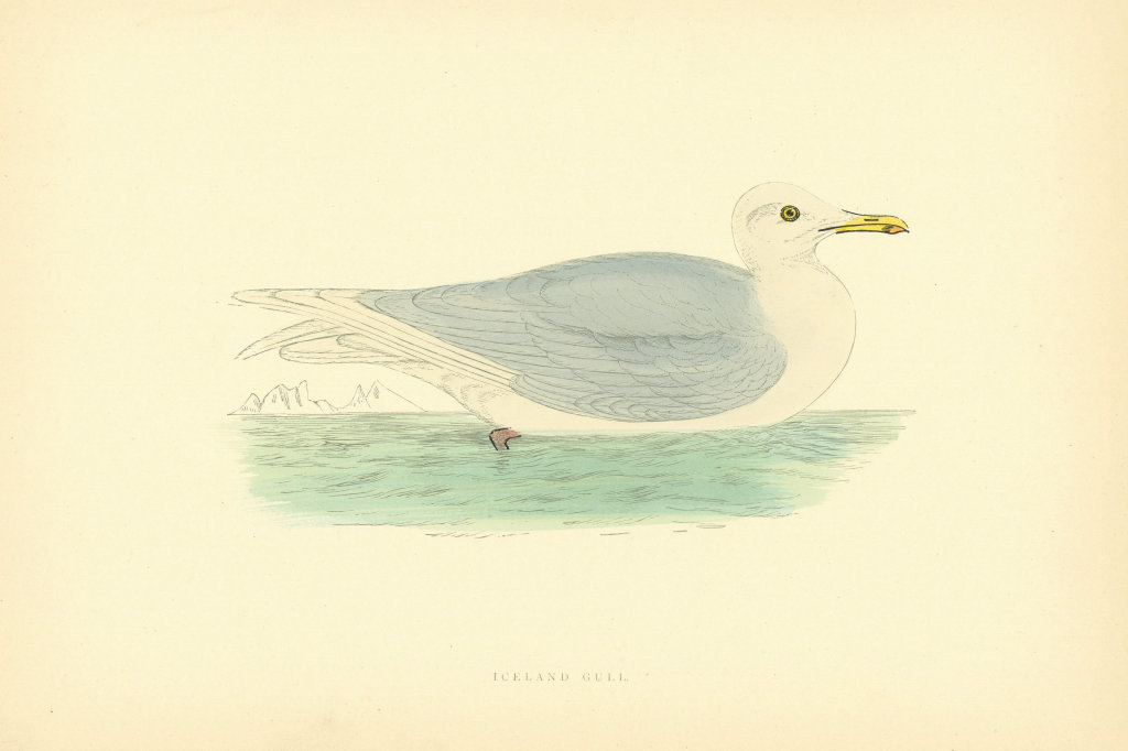 Associate Product Iceland Gull. Morris's British Birds. Antique colour print 1903 old