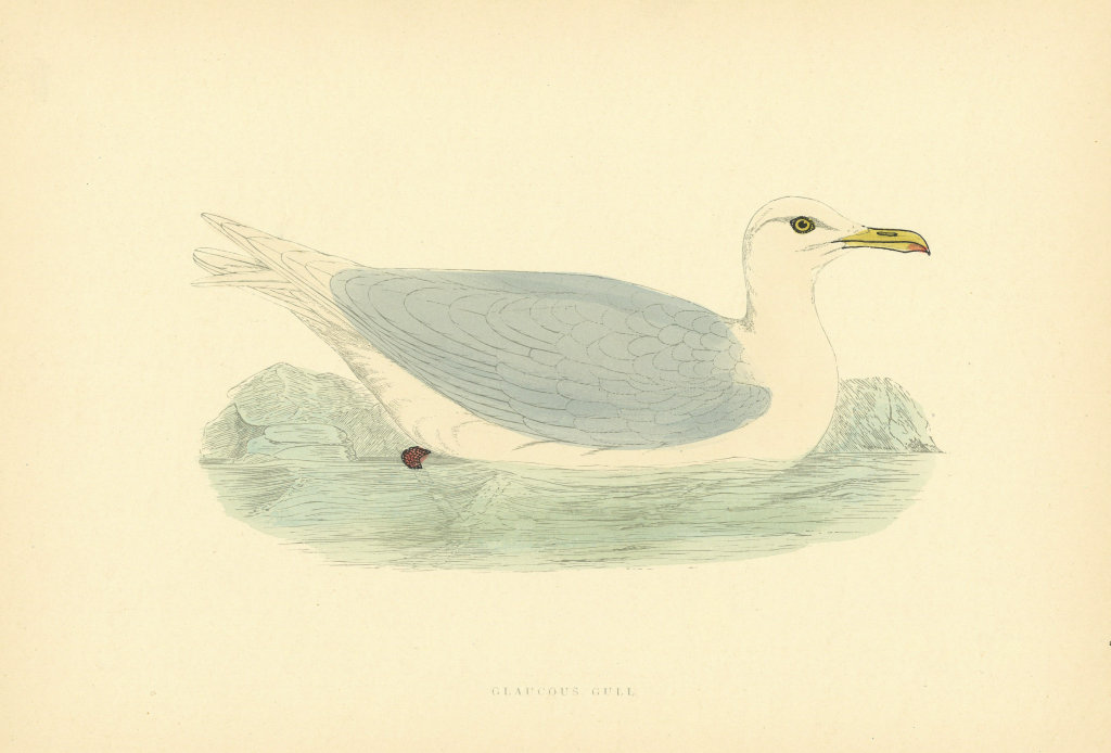 Associate Product Glaucous Gull. Morris's British Birds. Antique colour print 1903 old