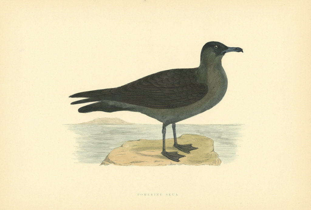 Pomerine Skua. Morris's British Birds. Antique colour print 1903 old
