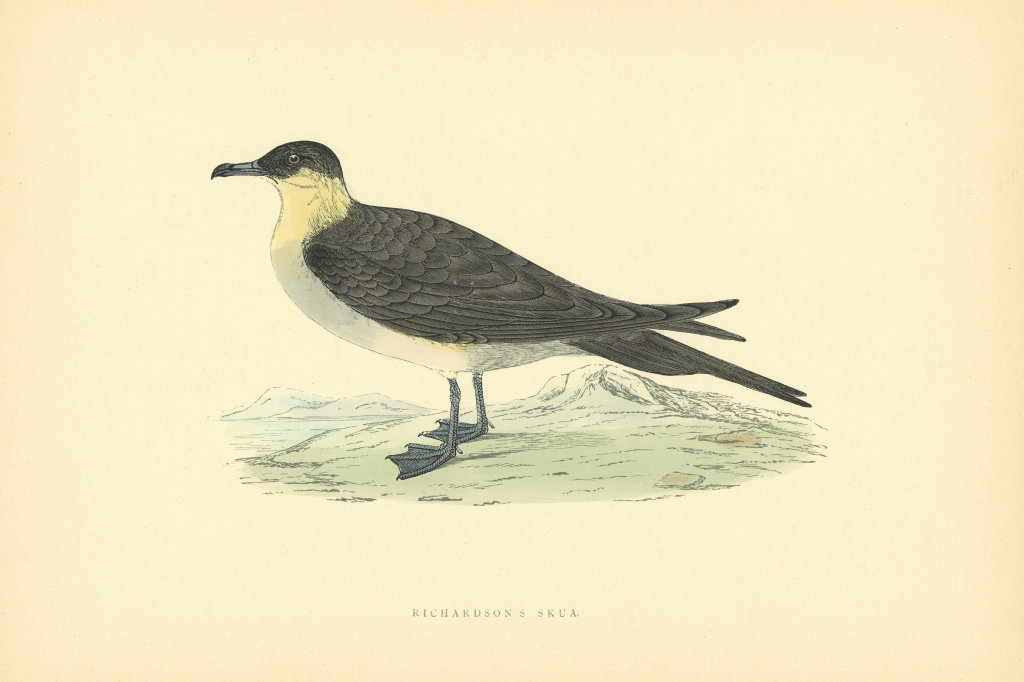 Richardson's Skua. Morris's British Birds. Antique colour print 1903 old
