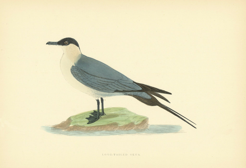 Associate Product Long-tailed Skua. Morris's British Birds. Antique colour print 1903 old