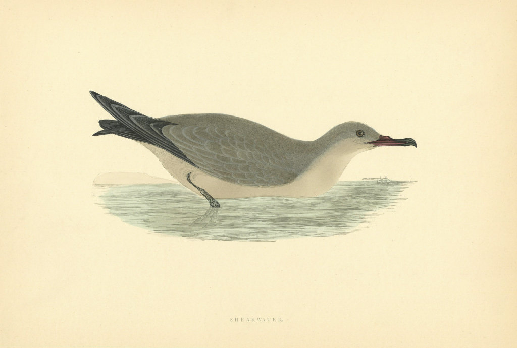 Shearwater. Morris's British Birds. Antique colour print 1903 old