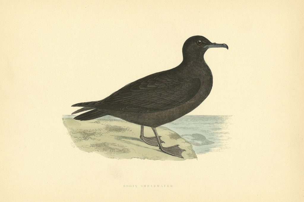Associate Product Sooty Shearwater. Morris's British Birds. Antique colour print 1903 old