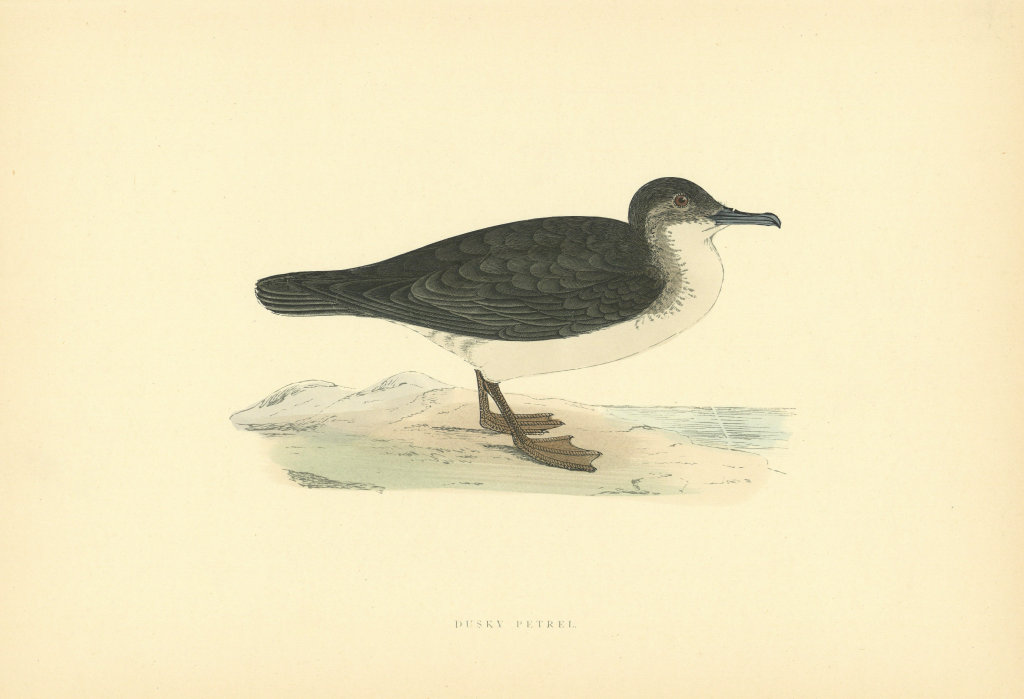 Dusky Petrel. Morris's British Birds. Antique colour print 1903 old
