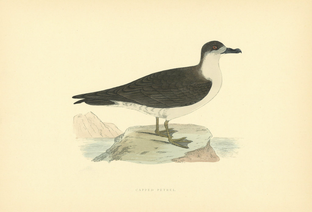 Capped Petrel. Morris's British Birds. Antique colour print 1903 old
