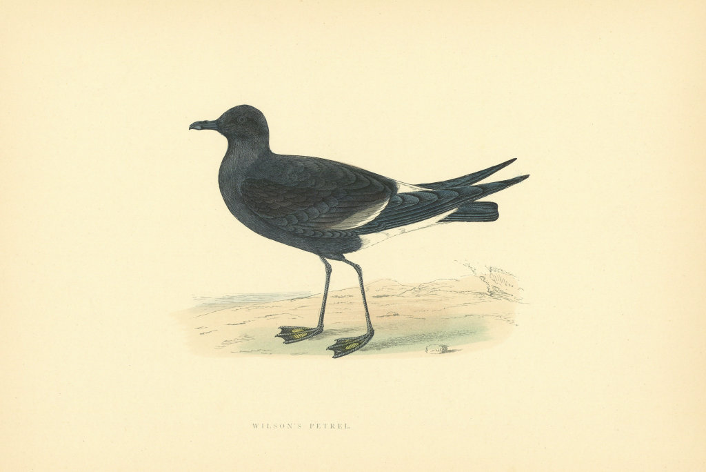 Wilson's  Petrel. Morris's British Birds. Antique colour print 1903 old