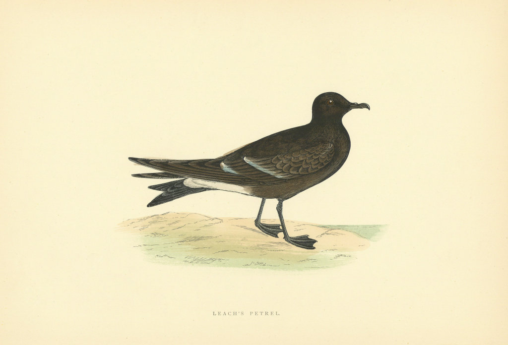 Leach's Petrel. Morris's British Birds. Antique colour print 1903 old