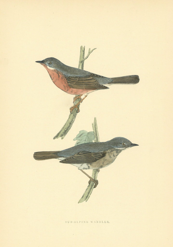 Subalpine Warbler. Morris's British Birds. Antique colour print 1903 old