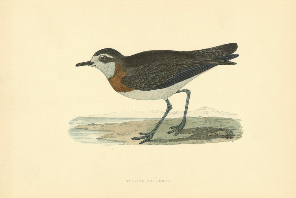 Associate Product Asiatic Dotterell. Morris's British Birds. Antique colour print 1903 old