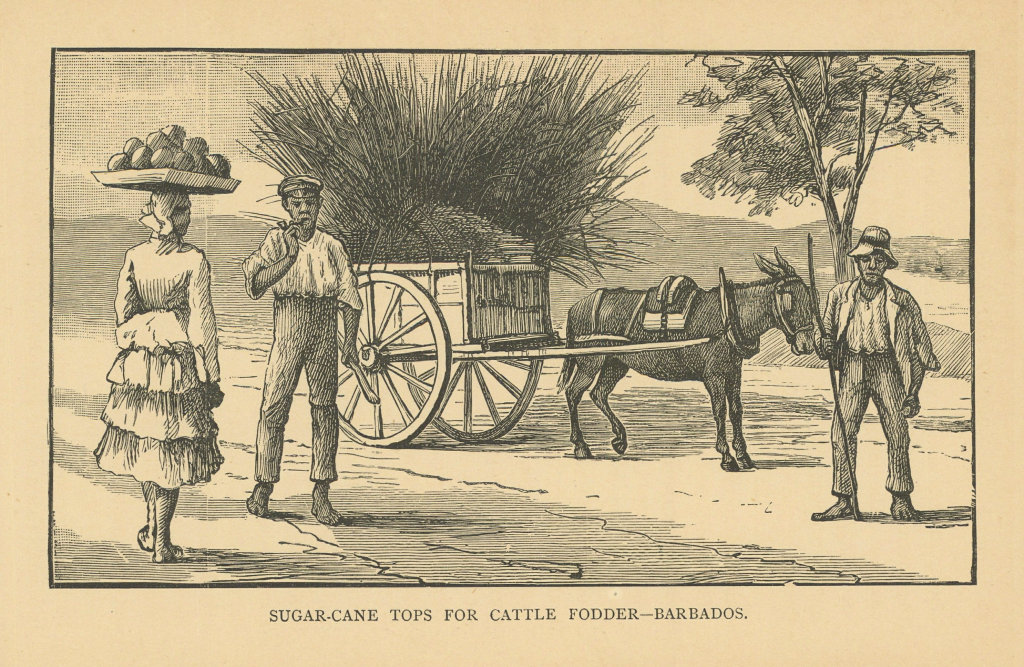 Sugar cane tops for cattle fodder - Barbados 1889 old antique print picture