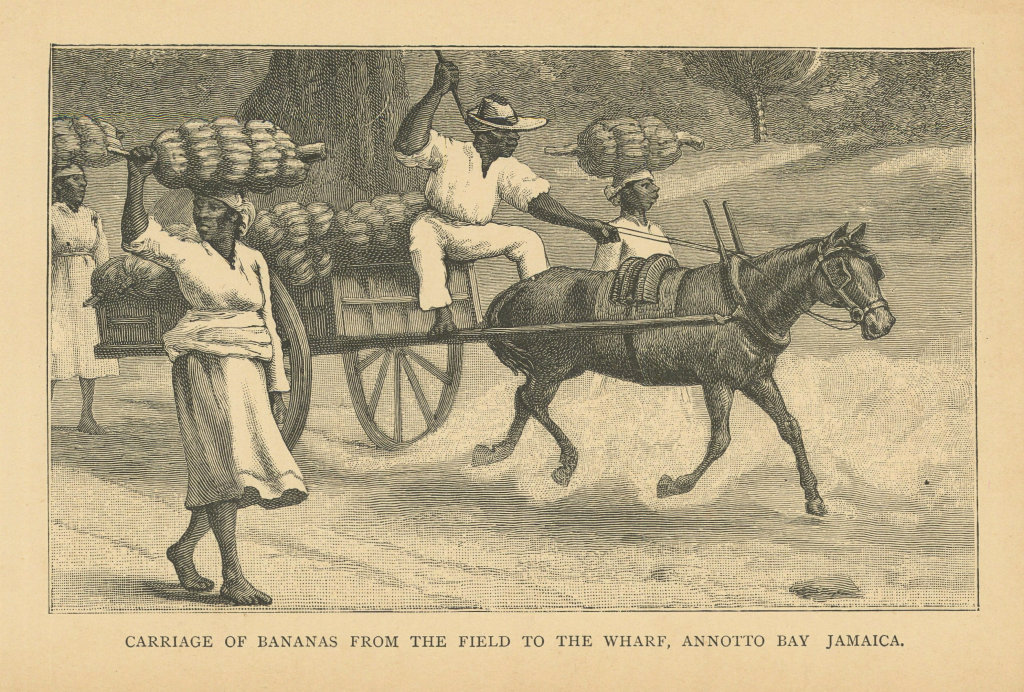 Carriage of bananas from the field to the wharf, Annotto Bay, Jamaica 1889