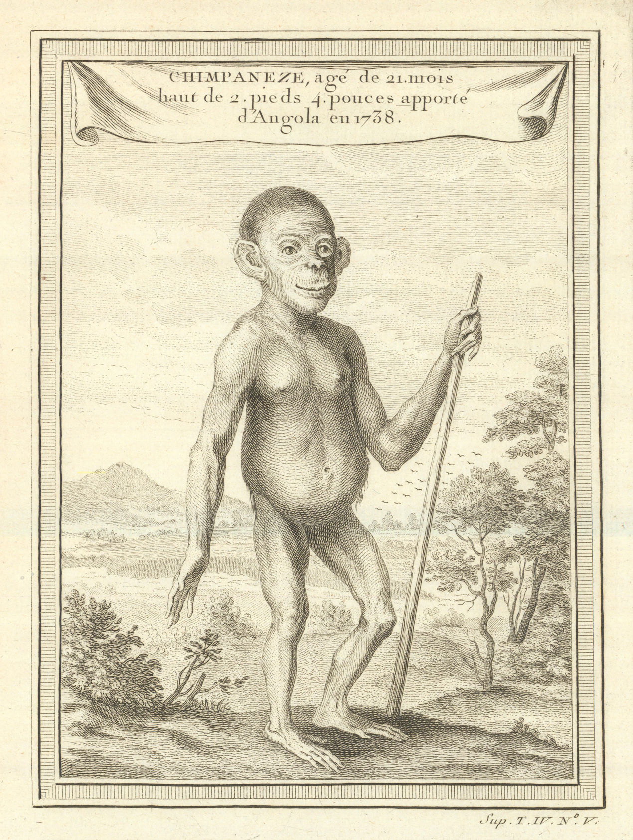 Associate Product Chimpaneze, 21 months old, brought from Angola in 1738. BELLIN 1747 print