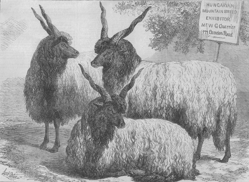 Associate Product SMITHFIELD SHOW. Hungarian Mountain sheep. 177 Camden Road, antique print, 1868