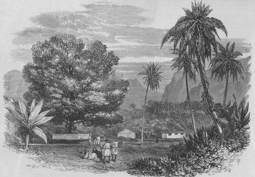 Associate Product TAHITI. Cook's Tamarind-Tree. Polynesia, antique print, 1868
