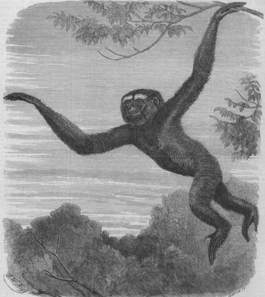 Associate Product MONKEYS. The Gibbon at the Zoological Society's Gardens. London Zoo, print, 1868