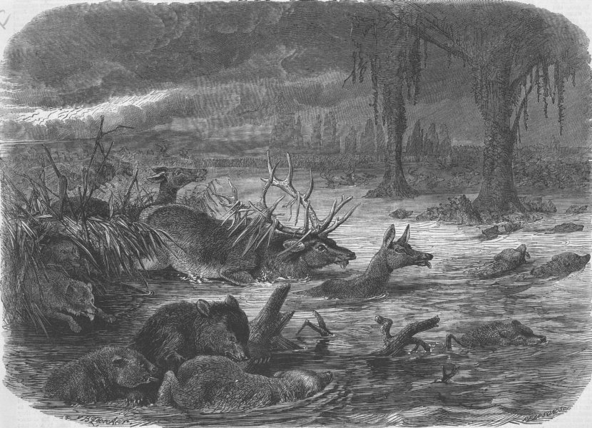 Associate Product DISASTERS. Animals taking refuge from Prairie Fire, antique print, 1866