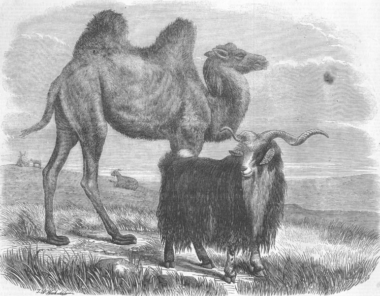 Associate Product CAMELS. The Sappers Camel & Goat, London zoo, antique print, 1857