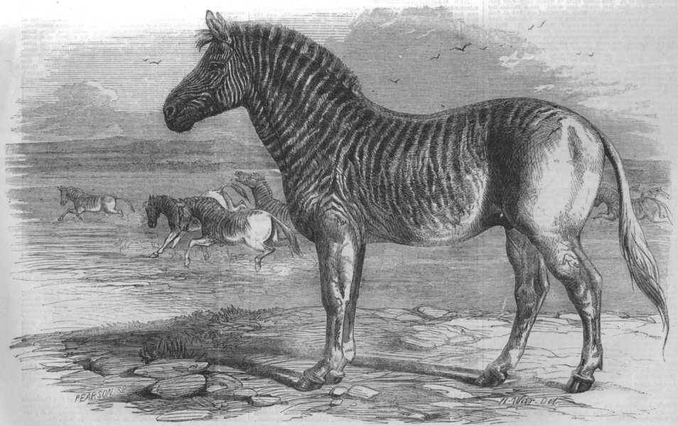 Associate Product EXTINCT ANIMALS. Quagga, zoo, Regents Park, antique print, 1858