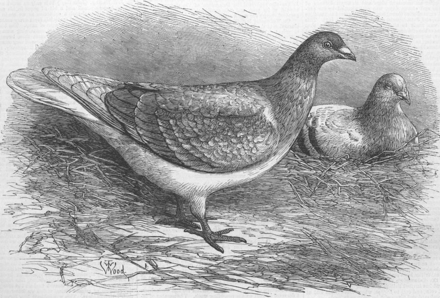 BELGIUM. The Antwerp Carrier Pigeon, antique print, 1871