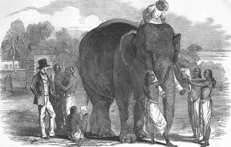 Associate Product INDIA. Elephant, At Berhampur, antique print, 1851