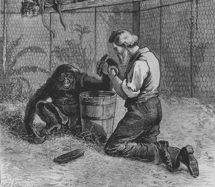 Associate Product MONKEYS. Tending a sick Monkey, London zoo, antique print, 1874