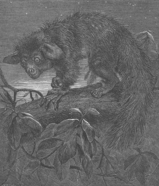 Associate Product MADAGASCAR. Aye-Aye, Zoo, Regent's Park, antique print, 1862