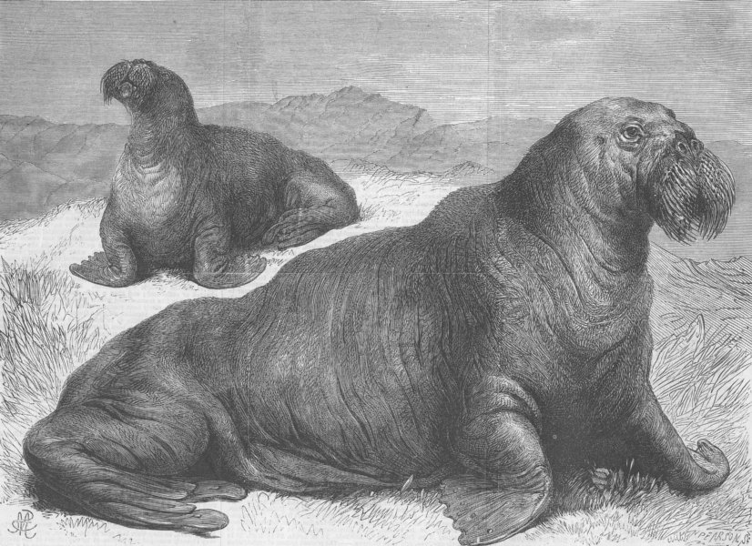 Associate Product LONDON. London Zoo. The Walrus, antique print, 1867