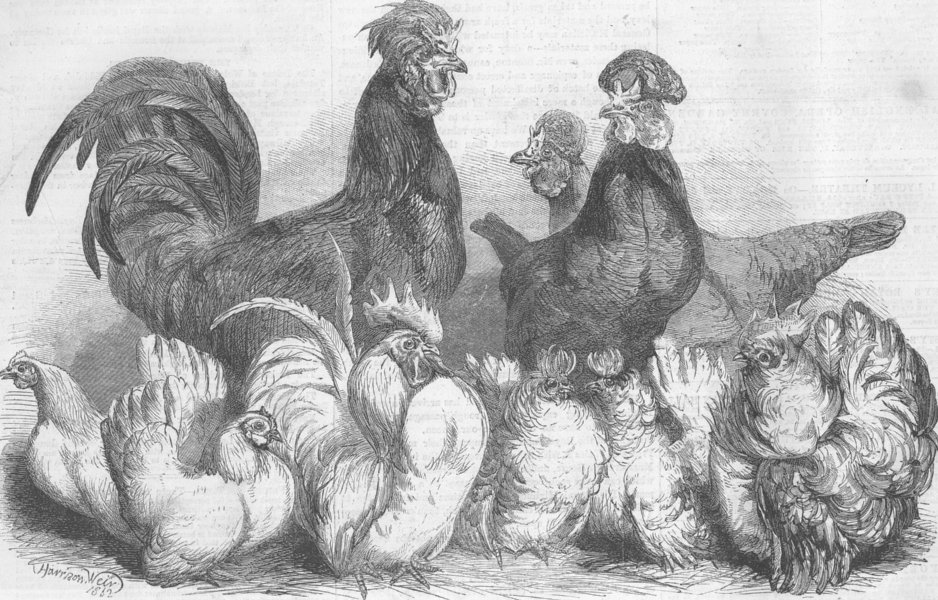BIRDS. Crevecceur Fowls & Japanese Bantams, antique print, 1862