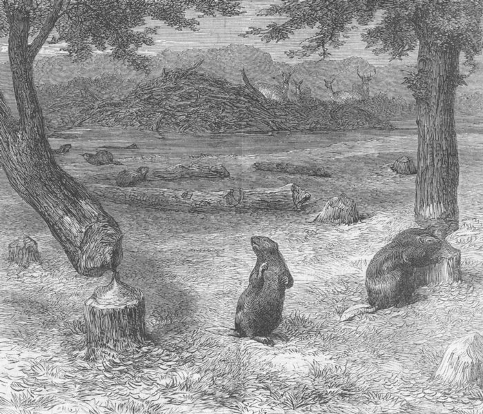 Associate Product US. Civil War. Beavers cutting down trees, antique print, 1862