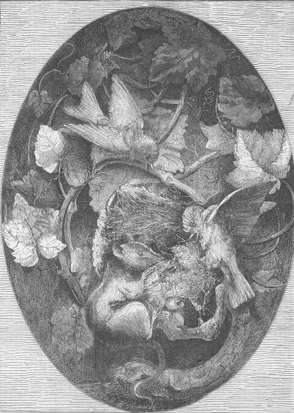 Associate Product MICE. Linnets defending their nest against dormouse, antique print, 1862