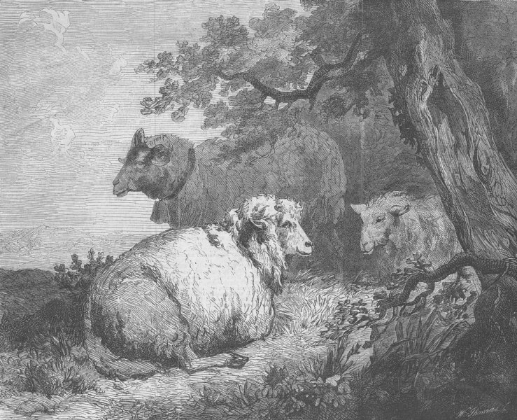 Associate Product SHEEP. Sheep, antique print, 1862