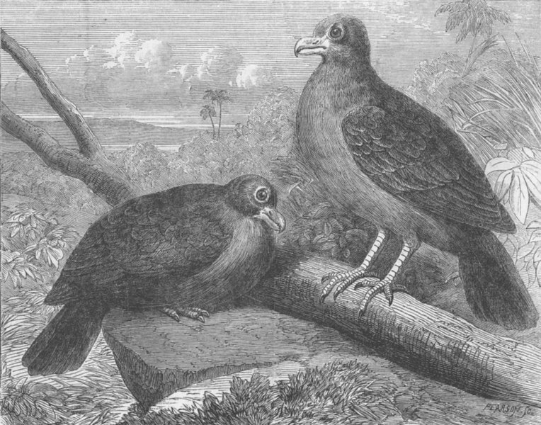 Associate Product BIRDS. From Samoa. Didunculus Strigirostris, antique print, 1864