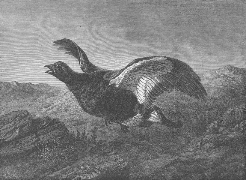 Associate Product BIRDS. Startled, antique print, 1864