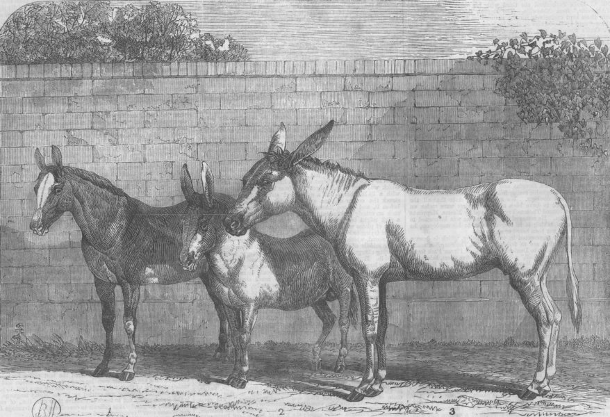 Associate Product LONDON. Prize donkeys and mule, antique print, 1864