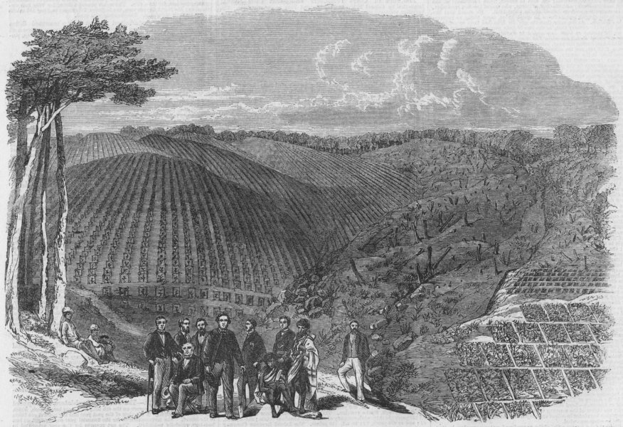 INDIA. Plantations in the Nilgiri Hills, antique print, 1862