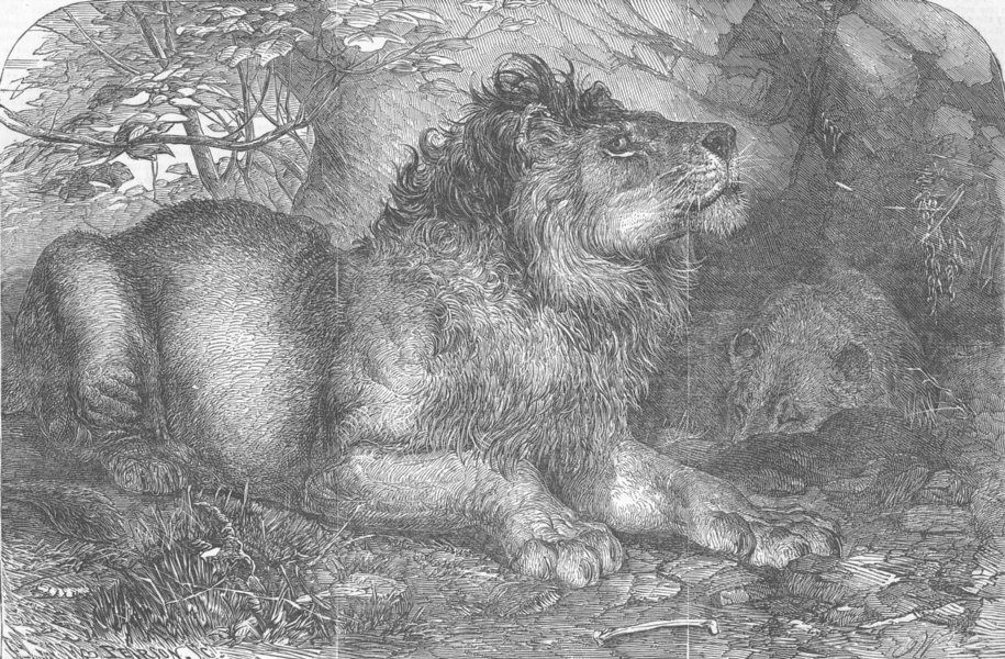 Associate Product LONDON. Indian Lions, zoo, Regent's park, antique print, 1854