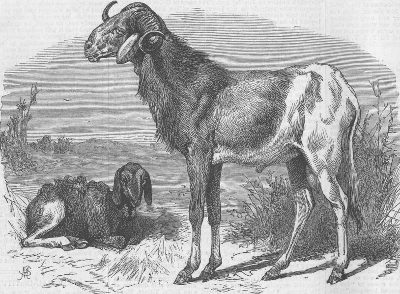 LONDON. Long-eared Africans sheep, zoo, Regent's Park, antique print, 1866