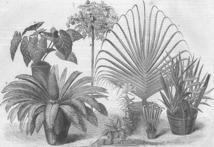 Associate Product PLANTS. Int'l Flower show, South Kensington, antique print, 1866