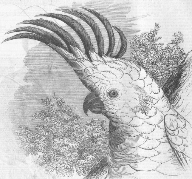 AMBER-CRESTED COCKATOO. Cacatua citrino cristata, antique print, 1846